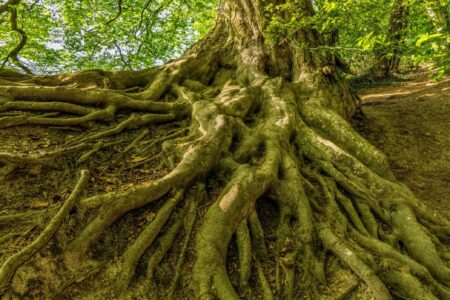 корінь -психологічна студія Взаємодія