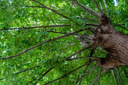 pexels-magda-ehlers-pexels-12749518