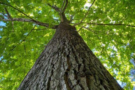 pexels-mustafa-turhan-627767065-28785826